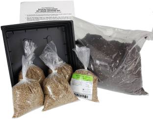 VibeX Wheatgrass Seeds Seed