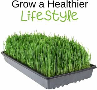 VibeX Wheatgrass Seed