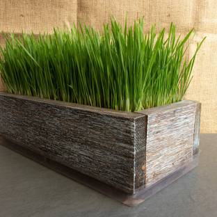 VibeX Wheatgrass Seed