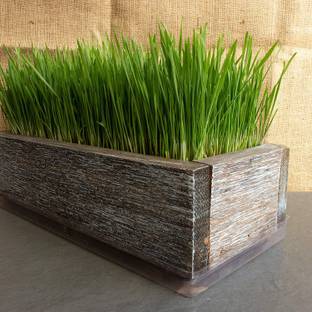 VibeX Wheatgrass Seed
