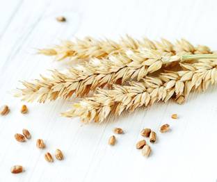 VibeX WHEAT Seed