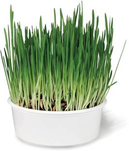 VibeX Wheatgrass Seed