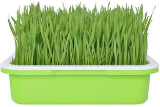 VibeX Oat Grass for Home Garden Yards Planting Seed