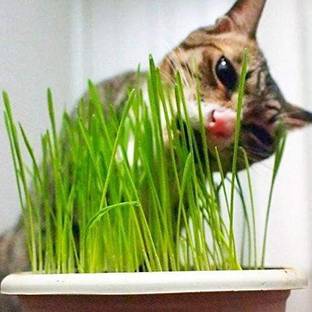 VibeX Cat Grass Wheatgrass Herb Seed Great Gardening Seed