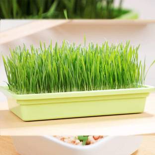 Biosnyg Sprouting Seeds - Wheat - (Organic/BIO) 500 Seeds Seed