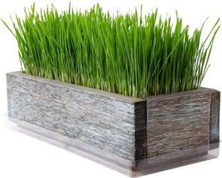 VibeX Wheat Grass Seeds Seed