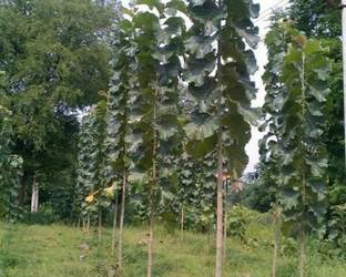 V Seed Sagvan Teak Wood Seed