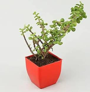 Pots & Plants Jade Plant