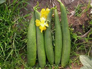 VibeX Sponge Gourd Seed