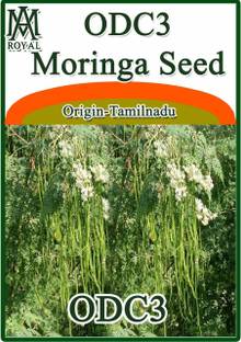 ActrovaX Moringa - Origin Indian, Tamilnadu [100gm Seeds] Seed