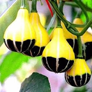 Qualtivate ® Rare Chinese Pumpkin Seeds(35 Seeds) Seed