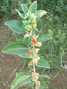 PLANTZON Ashwagandha Seed