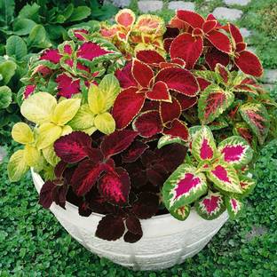 PLANTZON Coleus Rainbow Mix Seed