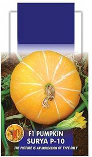 VibeX Pumpkin Seed
