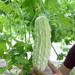 VibeX Bitter Gourd Seed