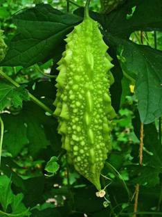 VibeX Bitter Gourd Seed