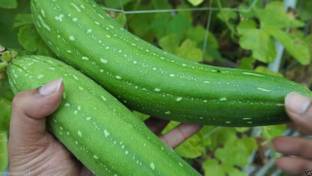 VibeX Ridge-Sponge-Gourd Seed