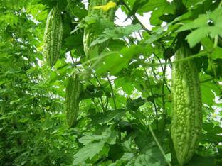 VibeX Bitter Gourd Seed
