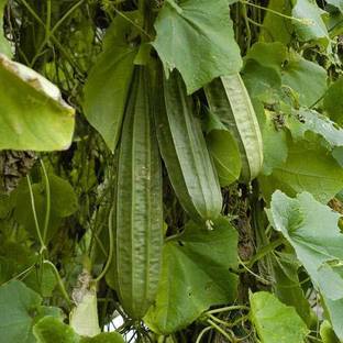 ActrovaX Luffa acutangula ridge gourd Angled luffa - Peerkangai Vegetable [100 Seeds] Seed