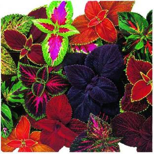 Paudha Coleus Rainbow Mix Seed