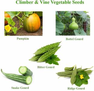 AloGardening Bitter Gourd, Bottle Gourd, Snake Gourd, Ridge Gourd, Pumpkin Seeds Seed