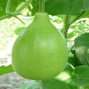 ActrovaX BOTTLE GOURD LATTU [10gm Seeds] Seed