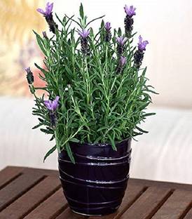 ActrovaX Lavender Organic For Home Gardening F1 Hybrid Herb [3200 Seeds] Seed