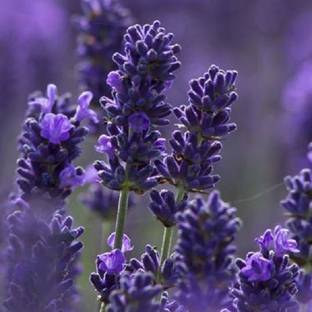 VibeX Lavender Seed