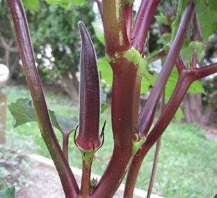 VibeX Red Okra, Ladies Finger, Bhindi Seed