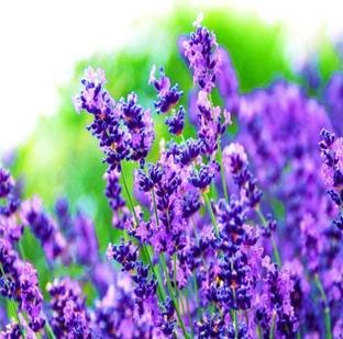 VibeX Lavender Seed