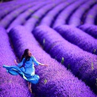 VibeX Lavender Seed