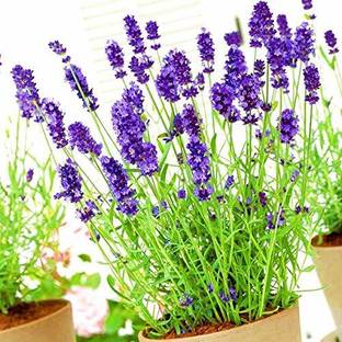 VibeX Lavender Seed