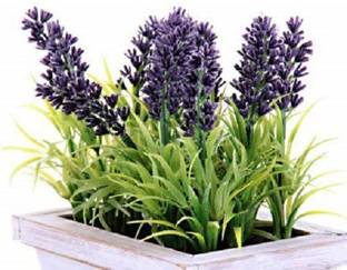 VibeX Lavender Seed