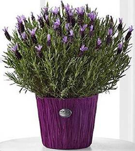 VibeX Lavender Seed