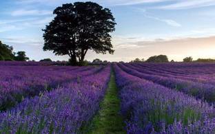 VibeX Lavender Seed