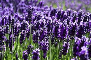 VibeX Lavender Seed