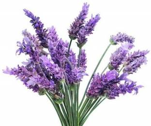 VibeX Lavender Seed