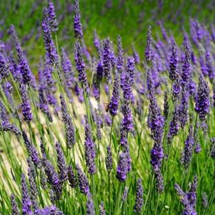 VibeX Lavender Seed