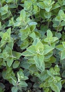 VibeX Oregano Seed
