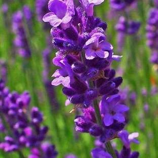 VibeX Lavender Seed