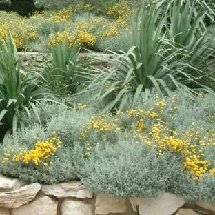 VibeX Lavender Seed