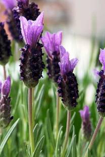 VibeX Lavender Seed