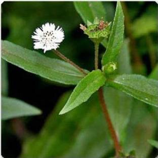 Click to purchase Bhringraj Plant