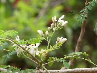Sjeme Moringa Baramasi Seed Seed