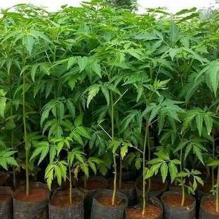 Green India Melia Dubia, Malabar Neem, Fast Growing TImber Tree Seed