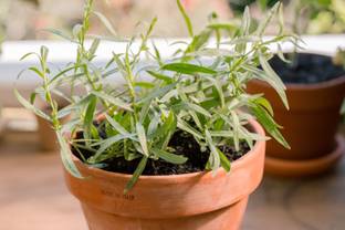 FERNSFLY® Tarragon Organic Herb Seeds Seed