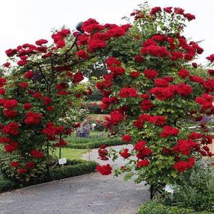 natikrd Rose Plant