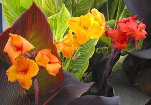 Click to purchase Canna Lily Plant