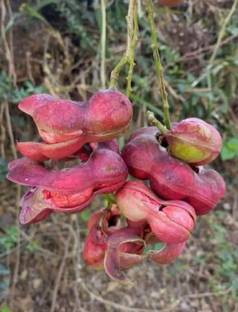 LYRS Kodukkappuli (Jungle Jalebi) Tree Seed Seed
