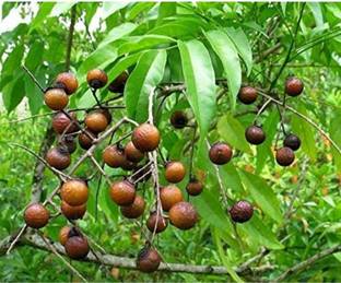 Click to purchase Rudraksha Plant